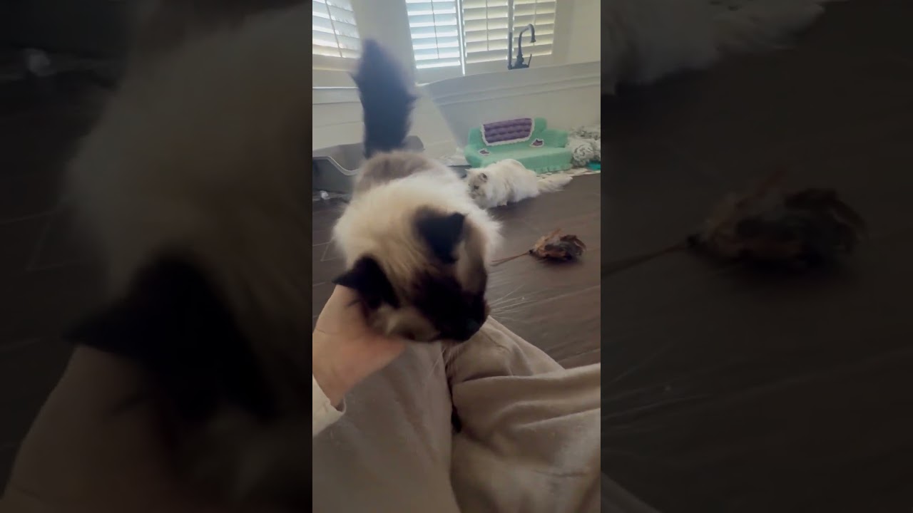 SKYLAR, a ADOPTABLE Ragdoll in Kenosha, WI video 5/5