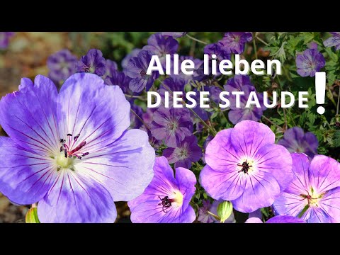 This plant is an insider tip!