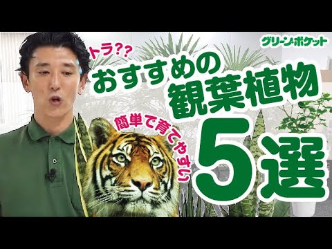 経済学科 簡単に育てられる！おすすめの観葉植物5選【解説付き】