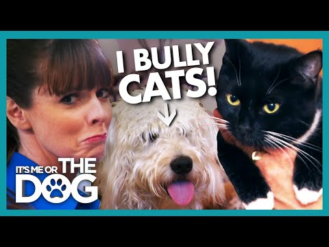 Victoria Stunned as Dog Bullies Owner and Her Cat | It's Me or the Dog