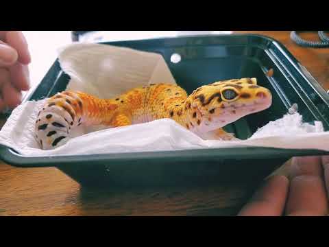 Unboxing and Review of My First Reptile - Leopard Gecko