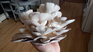 MASSIVE Italian Oyster Mushroom Harvest