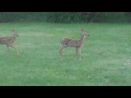 Baby Deer In Our Backyard