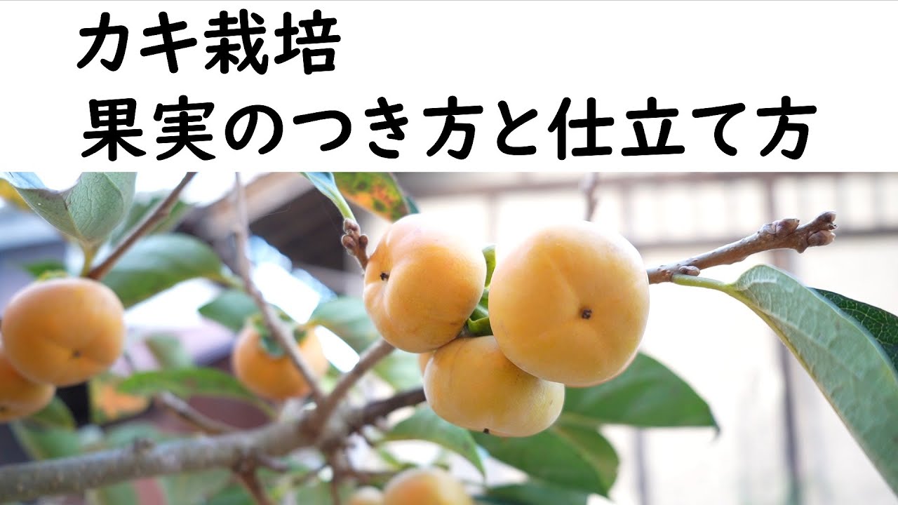 カキ　果実のつき方と仕立て方