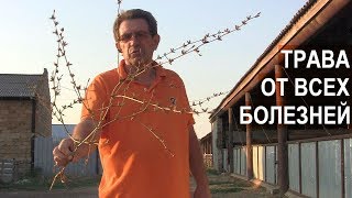 Профилактика заболеваниий ЖКТ у овец. КФХ Мартинс. Крым.