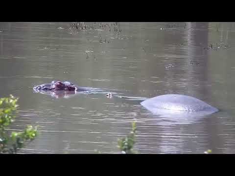 Djuma: Hippos - 13:45 - 02/18/2023