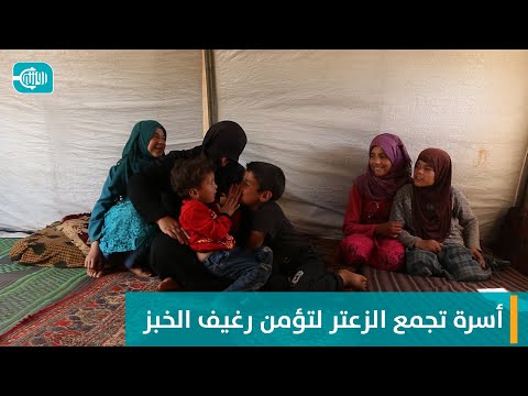 أسرة تجمع الزعتر لتؤمن رغيف الخبز