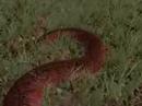 Snaking in the grass with DirectX10