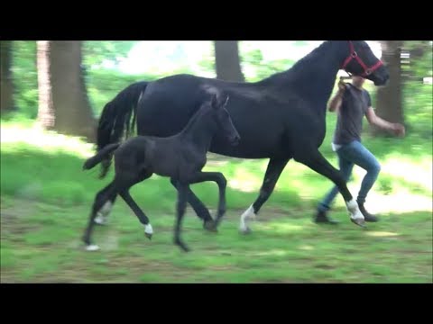 *2019 Hengst von Millennium - De Niro (5 Tage alt) SOLD!!!