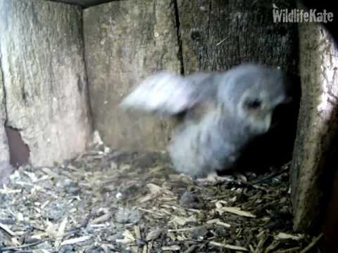 11 Owlet long leg stretch & head bob 9th May