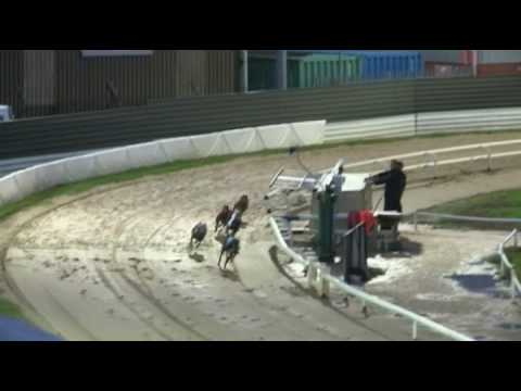 2017 WILLIAM HILL PETERBOROUGH DERBY - HEAT 2 - T2 HIYA BUTT