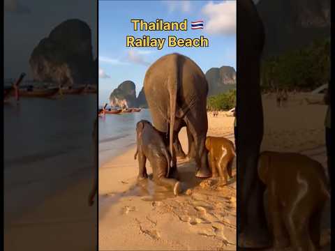 Everyone Pulled Out Their Phones 🐘 #elephant #animals #video #shorts