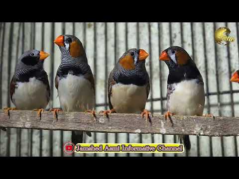 Birds Paradise Shop at Buffer Zone Karachi 2022 | Rare and Exotic | Jamshed Asmi Informative Channel