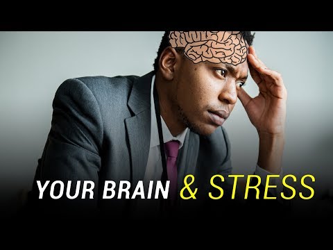 How Stress Affects Your Brain