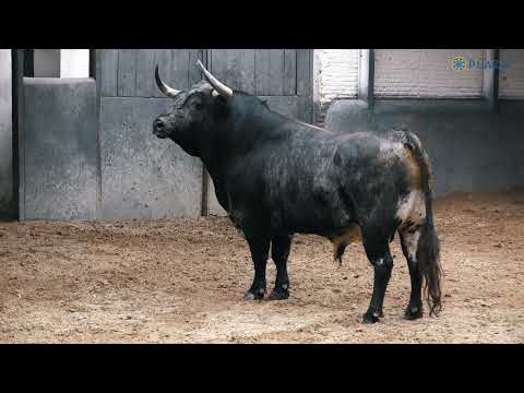 Desembarque, toros de Partido de Resina y Sobral