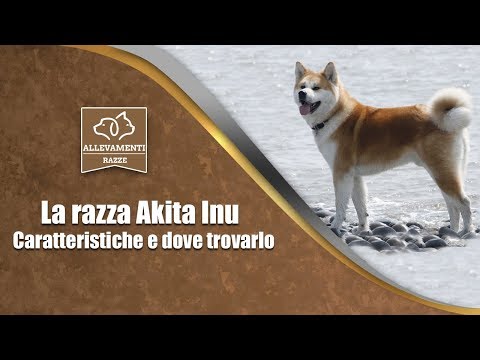 Preparazione per migliorare la potenza in Ucraina I beta-bloccanti non causano limpotenza
