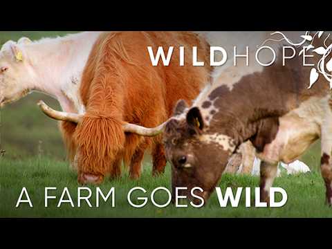 Meet the Iron-Age Animals Rewilding Great Britain | WILD HOPE