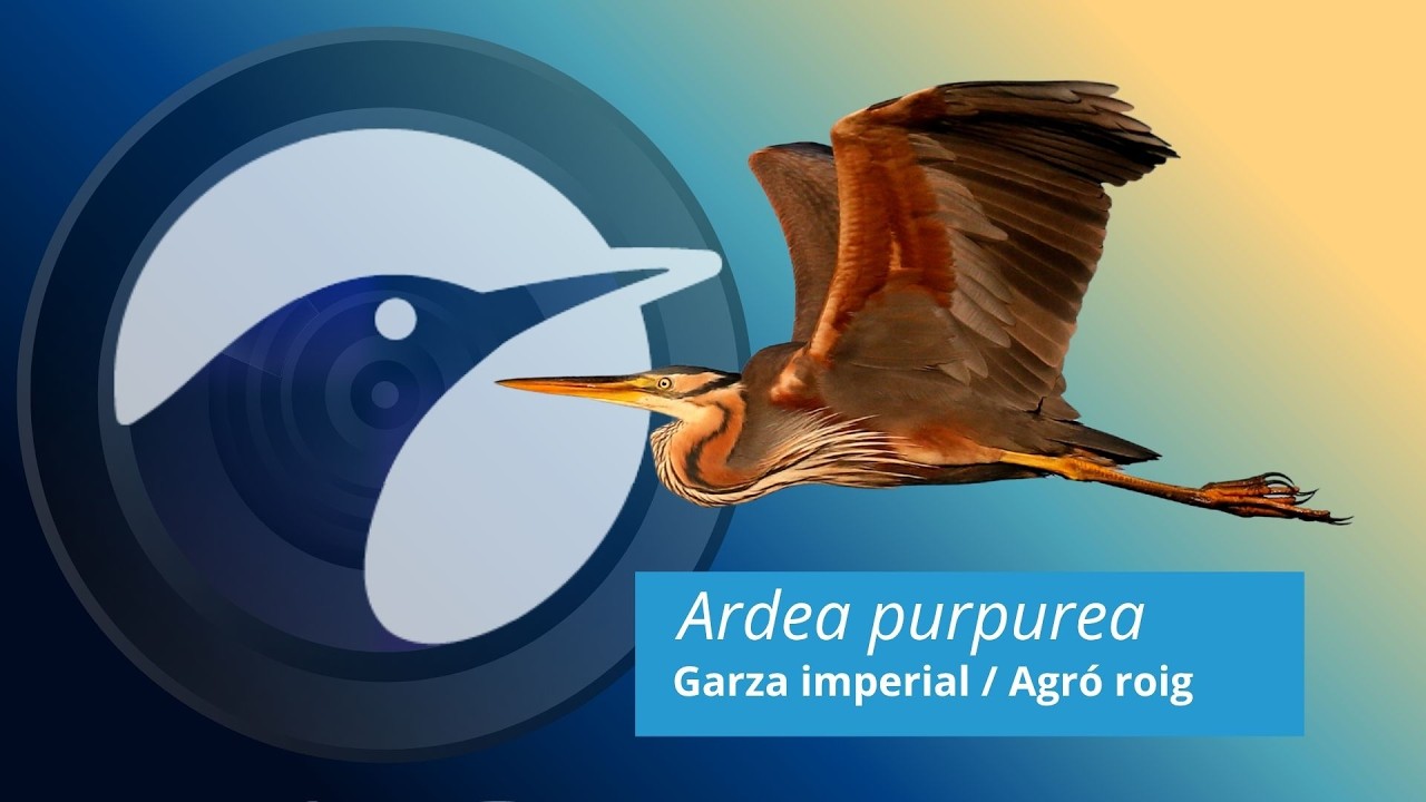 ¿Haremos historia en la cuenca de la Tordera? La llegada de la Garza Imperial!