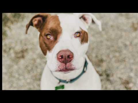 Ouija, an adopted American Staffordshire Terrier Mix in Pasadena, CA_image-1