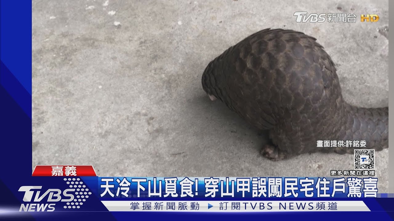 野生動物頻現身!穿山甲民宅覓食、黑熊誤觸陷阱 燕鷗海濱盤旋