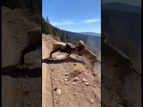 Oveja salva a unos turistas de un león salvaje #shorts #truck #funny