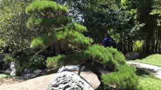 The meaning of trees and fish in a Japanese garden