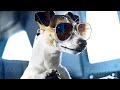 Crazy Dog | Full Movie in English | Family Funny Comedy