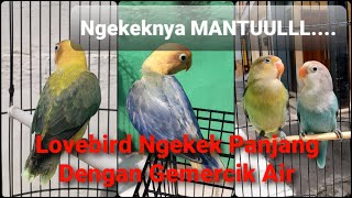 Download lagu Audio Masteran Burung - Lovebird Ngekek Panjang Dan Gemercik Air mp3