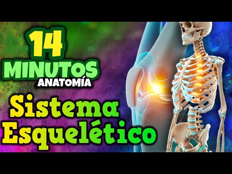 SISTEMA ESQUELÉTICO - 14 minutos #anatomia #estudio #medicina #videoshort #sistema #esqueleto