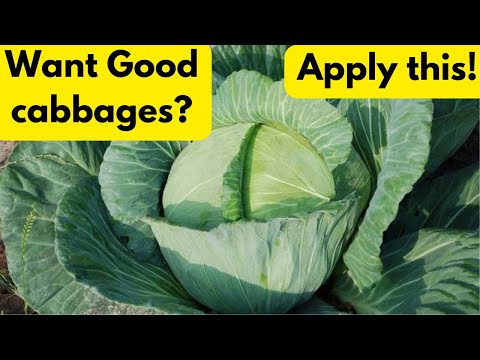 Best Fertilizer for Big Cabbages and How to Apply Cabbage Farming