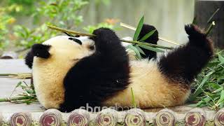 Pandatherapy HD 012 #panda #babypanda #pandalover #china #sichuan