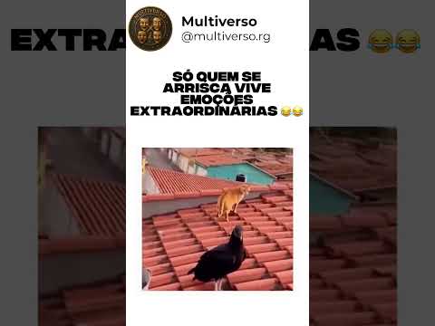 O gato quis sentir a emoção de voar e não perdeu a oportunidade 😂😂 #humor #memes #engraçados