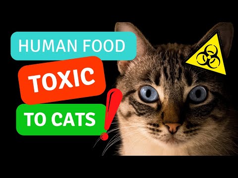 Human Foods That Are Toxic To Cats