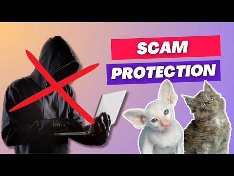 Purebred Kitties Video Preview