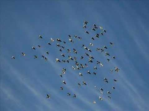 Sérgio Lópes (Pra onde vão as aves) muito lindo!!!