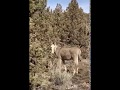 Dora The Explorer Donkey Rescued Donkey