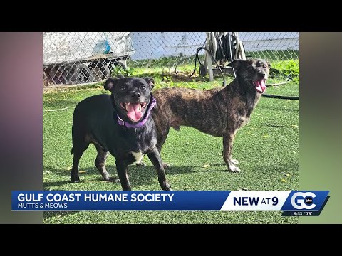 Mutts & Meows: Bonded pair of pups looking for forever home - YouTube
