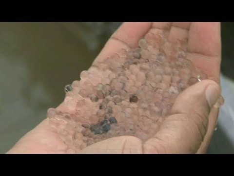 এক দশকের মধ্যে মাছের ডিমের রেকর্ড হালদায়