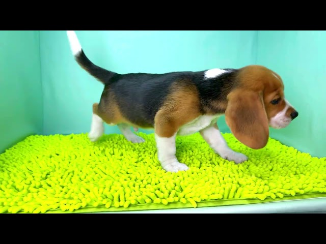 (子犬) 犬種：ビーグル 男の子 ブリーダー マロニエケンネル　MARRONNIER KENNEL k3874の画像