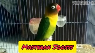 Download lagu masteran lovebird ngekek panjang 1 jam tanpa iklan part 2 mp3