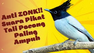 Download lagu Suara Pikat Burung Seriwang Tali POCONG Paling Amp... mp3