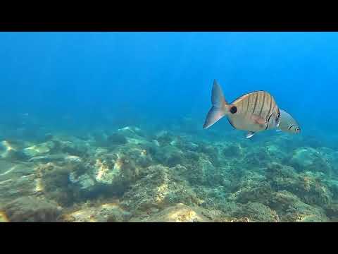 Diplodus sargus