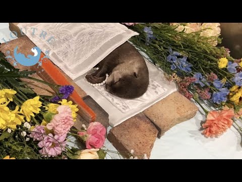 Otter Love Passed Away...