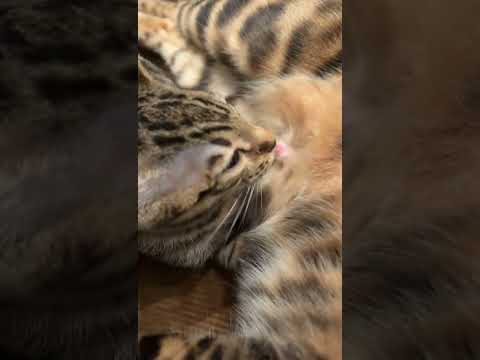 Voltaire donne son lait ???😭😭