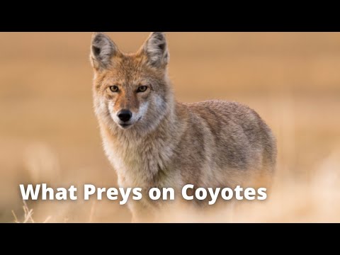 What Preys on Coyotes | What Prey Tell