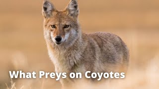 What Preys on Coyotes | What Prey Tell