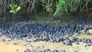 АНОМАЛЬНЫЕ СЛУЧАИ С ЖИВОТНЫМИ