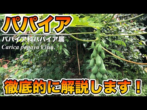 パパイヤの植物、本物のパパイヤ 植物