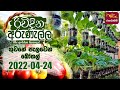 Rividina Arunella ගුවනේ පැලවෙන බෝතල් 2022 04 24 Agriculture Programm