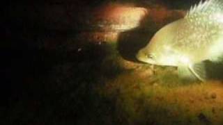 preview picture of video 'Portsmouth Mine Pit Night Dive (Part 2 of 2).wmv'